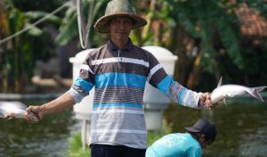 Budidaya Patin