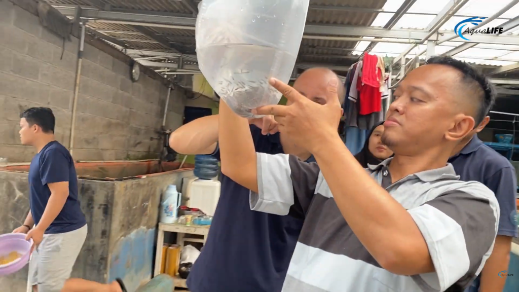 Pembenihan ikan patin di Kota Bekasi - Aqualife