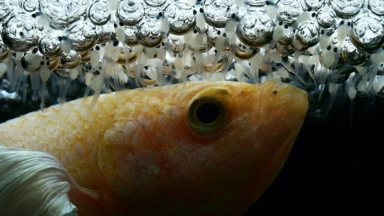 burayak dan ikan cupang