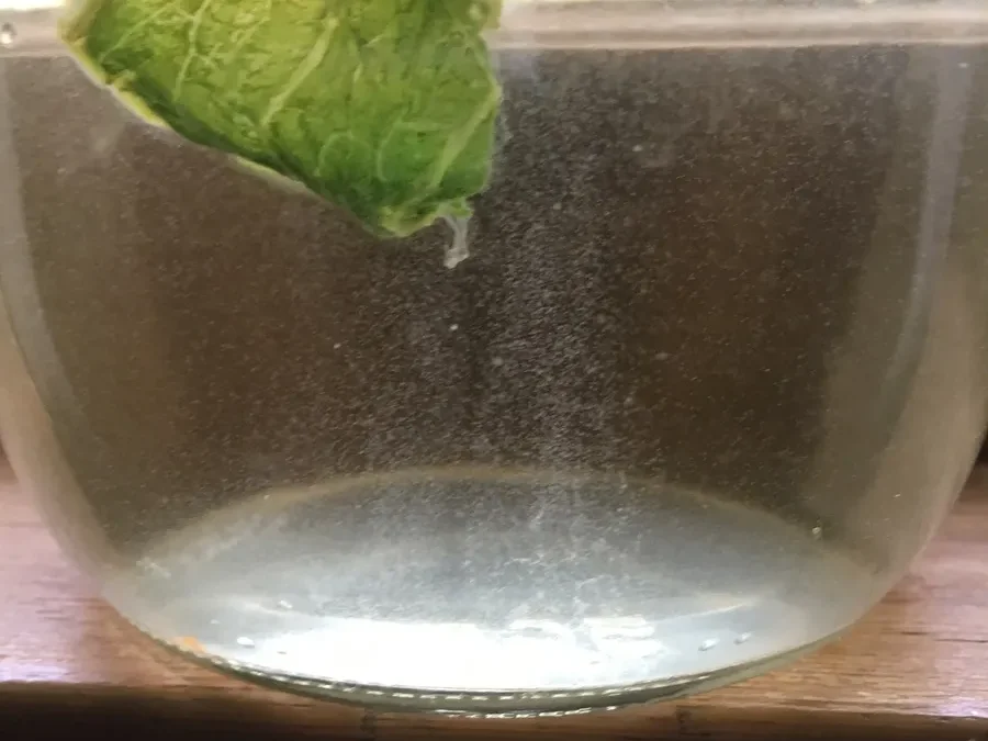 infusoria