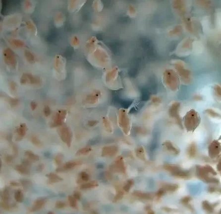 close up kutu air