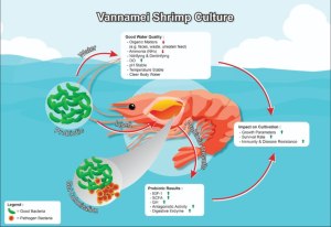 diagram efek probiotik untuk udang