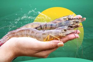 udang vaname